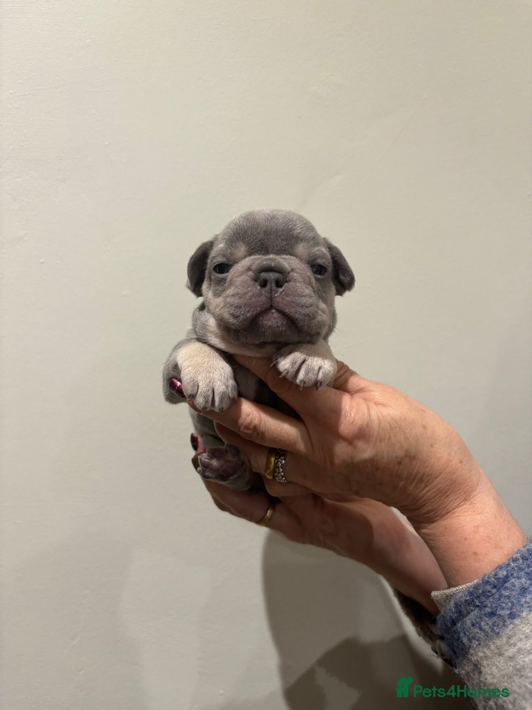 French Bulldog dogs for sale: french bulldog puppies - Advert 4