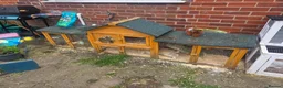 Mini Lion Lop rabbits for sale: Bert and Ernie  in Telford - Advert 6