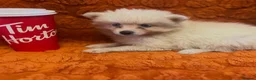 Pomsky dogs for sale: Pomsky Puppies (3) - Advert 9