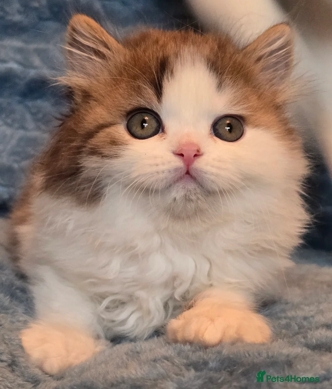 British Shorthair cats for sale: TICA registered British shorthair kittens - Advert 2