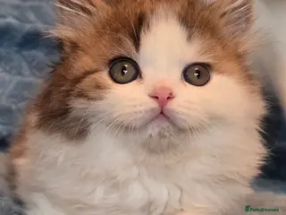 British Shorthair cats TICA registered British shorthair kittens - Advert 15