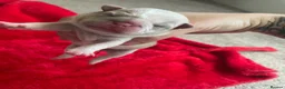 Mixed Breed dogs for sale: Pocket bully puppies  in Stoke-on-Trent - Advert 6