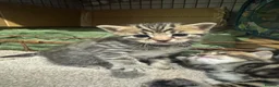 Mixed Breed cats for sale: Kittens for sale  in Salisbury - Advert 6