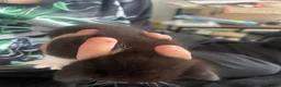 Mixed Breed cats for sale: 3 gorgeous kittens - Advert 6