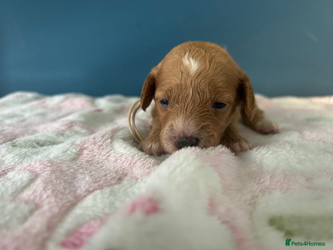Cavapoo dogs for sale: F1BB cavapoo puppies  - Image 11