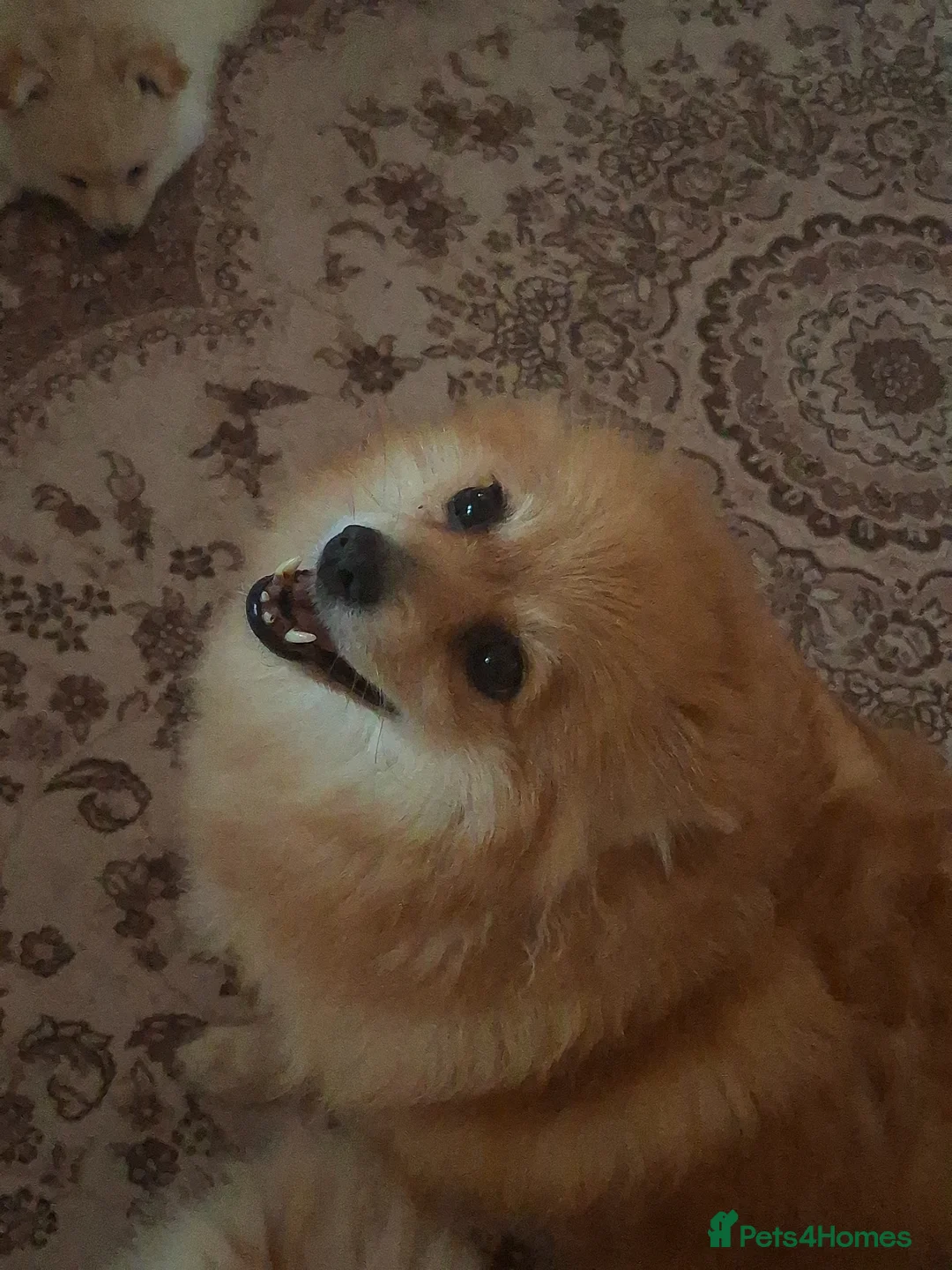 Pomeranian dogs for sale: 2 pomeranian puppies - Advert 2