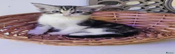Mixed Breed cats for sale: Beautiful kittens  - Advert 5