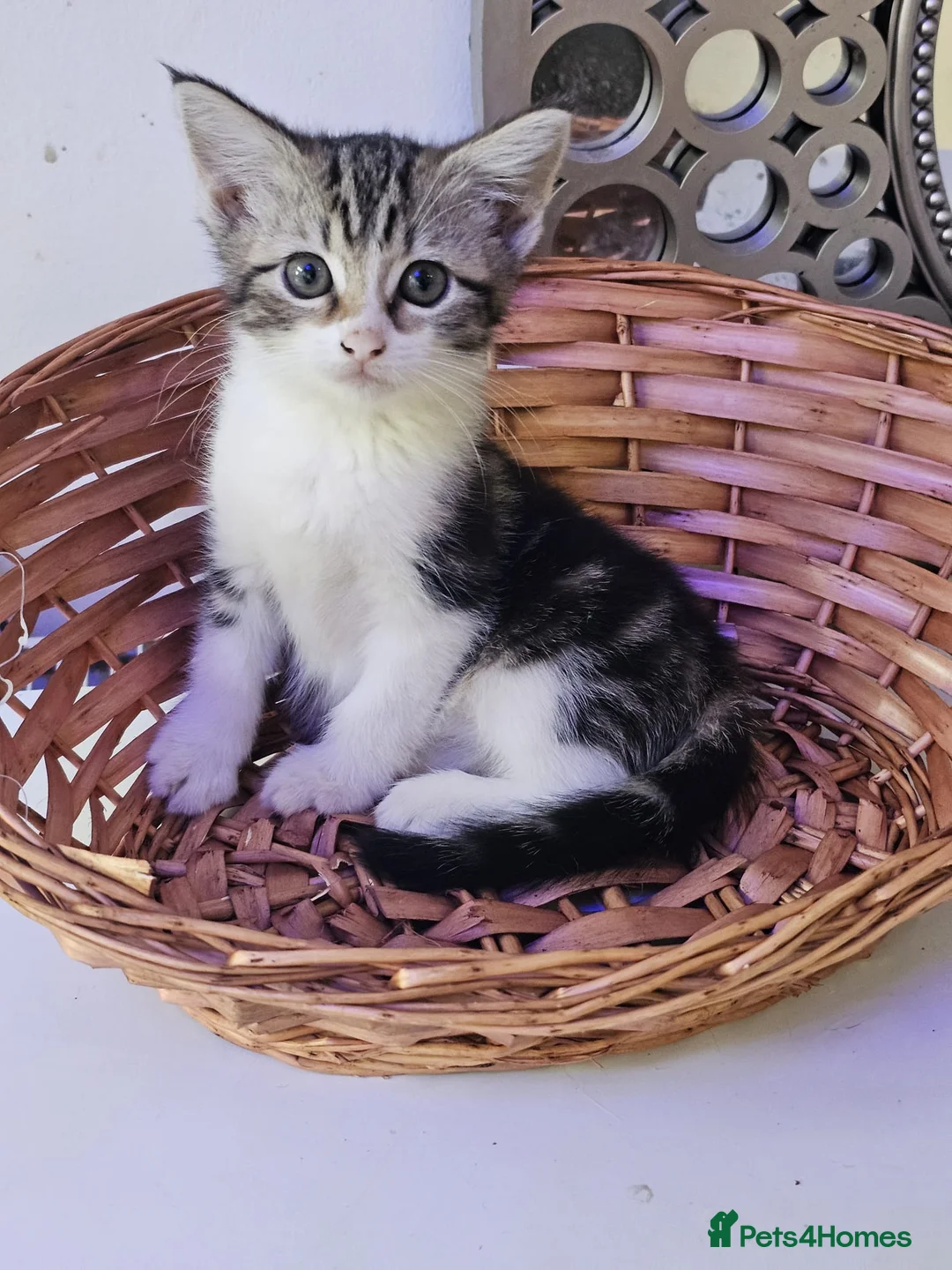 Mixed Breed cats for sale: Beautiful kittens  - Advert 5