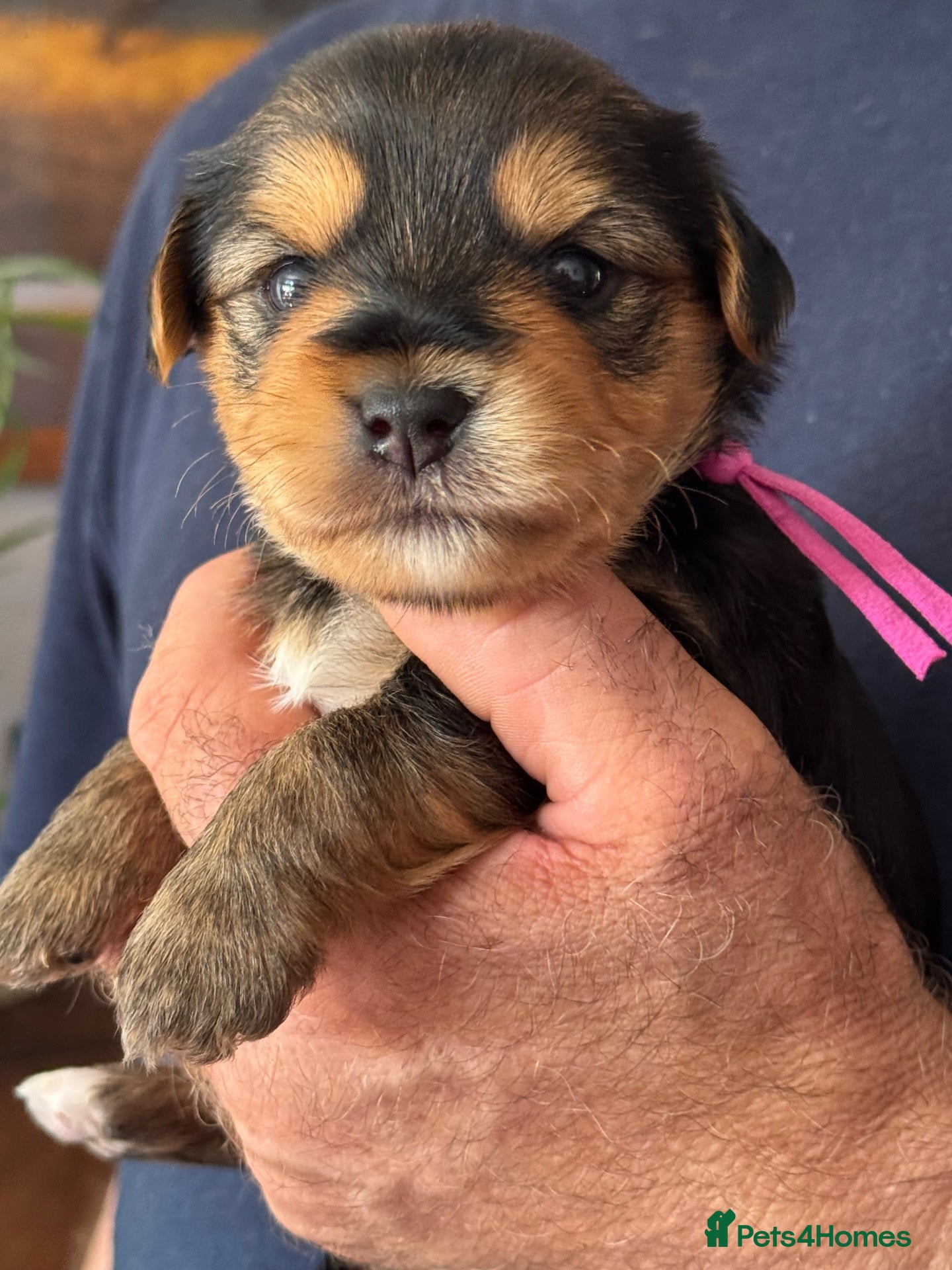 Jack Russell dogs Gorgeous Health Tested Home Bred pups - Advert 2