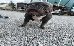 French Bulldog dogs for sale: French Bulldog  bitch for sale! - Image 5
