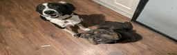 Border Collie dogs for sale: Murphy  in Swansea - Advert 13