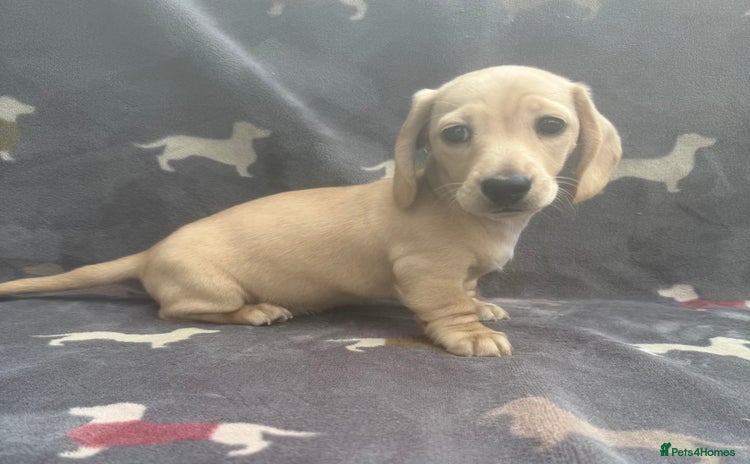 Miniature Dachshund dogs - Advert 6