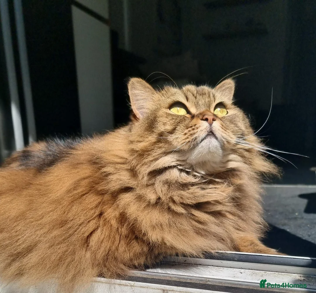 Scottish Fold cats for sale: Rehoming a very loved 8yo Scottish Straight - Advert 2