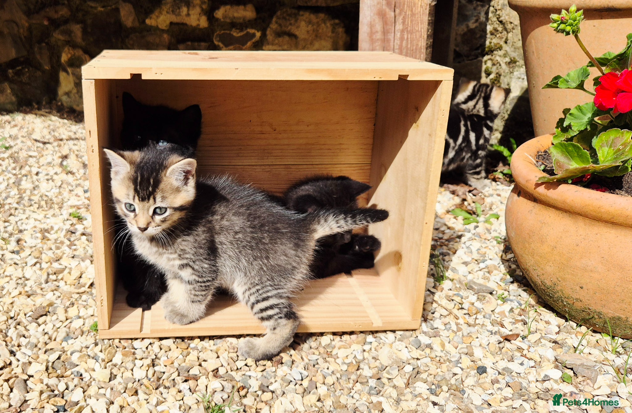 Mixed Breed cats for sale: Gorgeous Kittens for sale - Advert 6