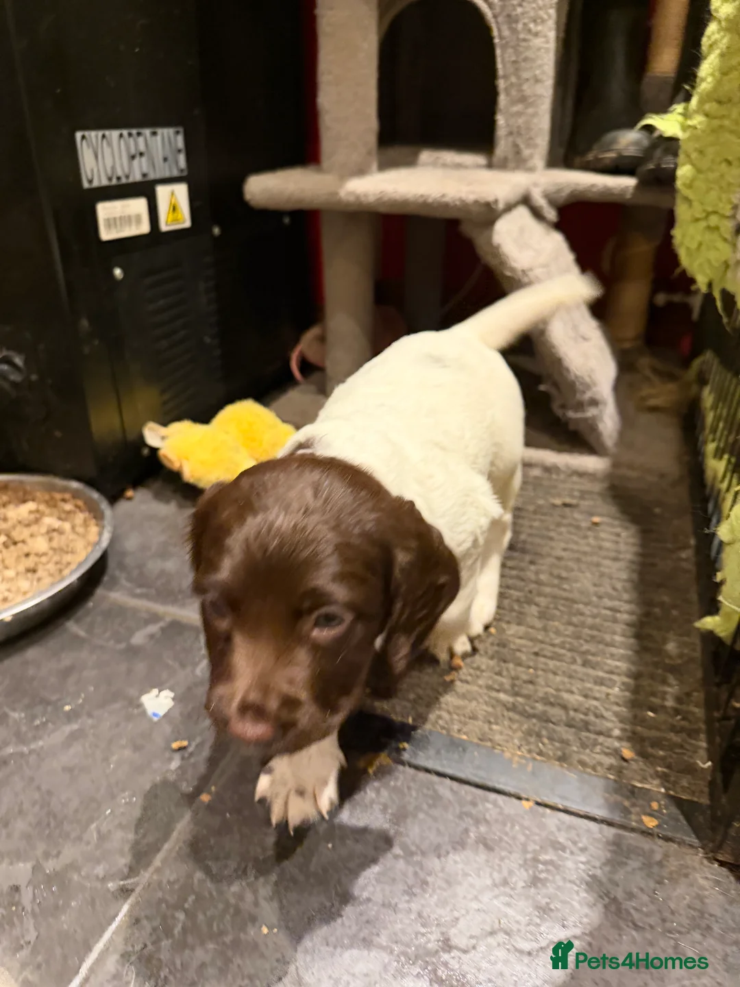 English Springer Spaniel dogs for sale: Springer Spaniel Puppies - Advert 6