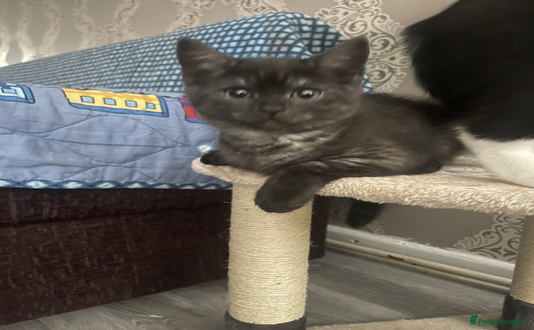 British Shorthair cats - Advert 1