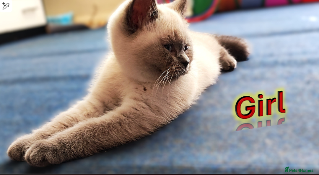 British Shorthair cats for sale: BSH Kittens Ready For New Homes Now - Image 8