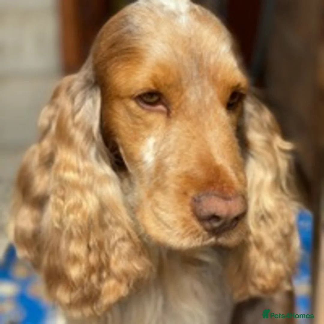 Cocker Spaniel dogs for stud: Beautiful Choc Roan Sable for Stud in Doncaster - Advert 4