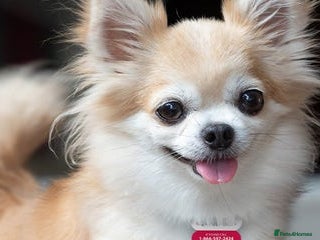 Chihuahua dogs Chihuahua Puppies For Sale - Advert 14