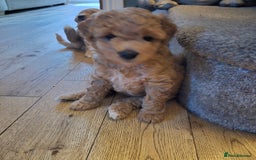 Mixed Breed dogs for sale: *** STUNNING WESTIEPOO PUPS*** - Image 5