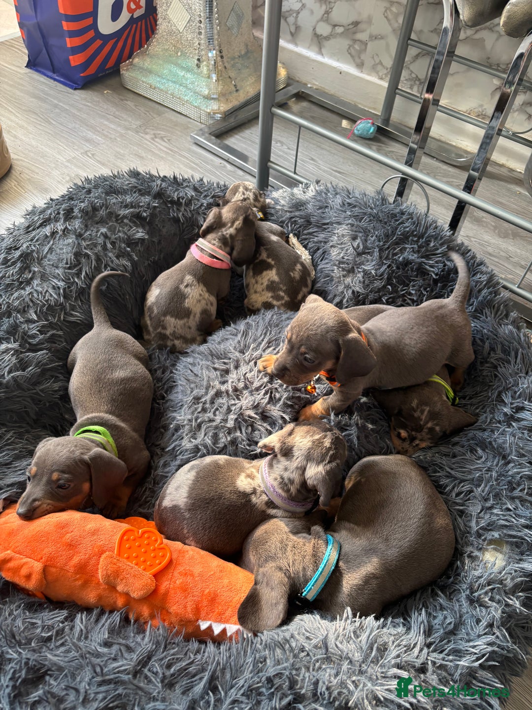 Dachshund dogs for sale: 7 beautiful dachshund baby’s  - Image 11