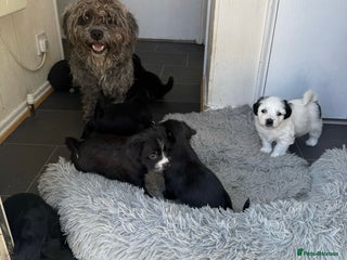 Mixed Breed dogs - Advert 10