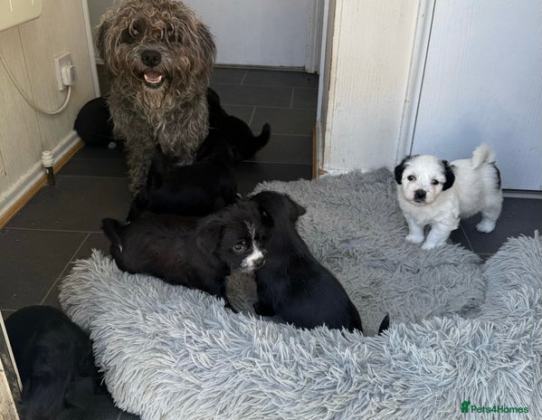 Mixed Breed dogs - Advert 3