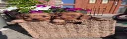 Cockapoo dogs for sale: Beautiful Toy Cockapoo Puppies (Health Tested)  - Advert 15