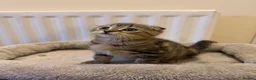 Scottish Fold cats for sale: 4 Scottish fold x Scottish straight  - Advert 3