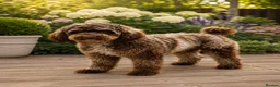Miniature Poodle dogs for stud: 🐩 OZZIE–CHOCOLATE MERLE MINIATURE POODLE STUD 🐩 in Rickmansworth - Advert 5