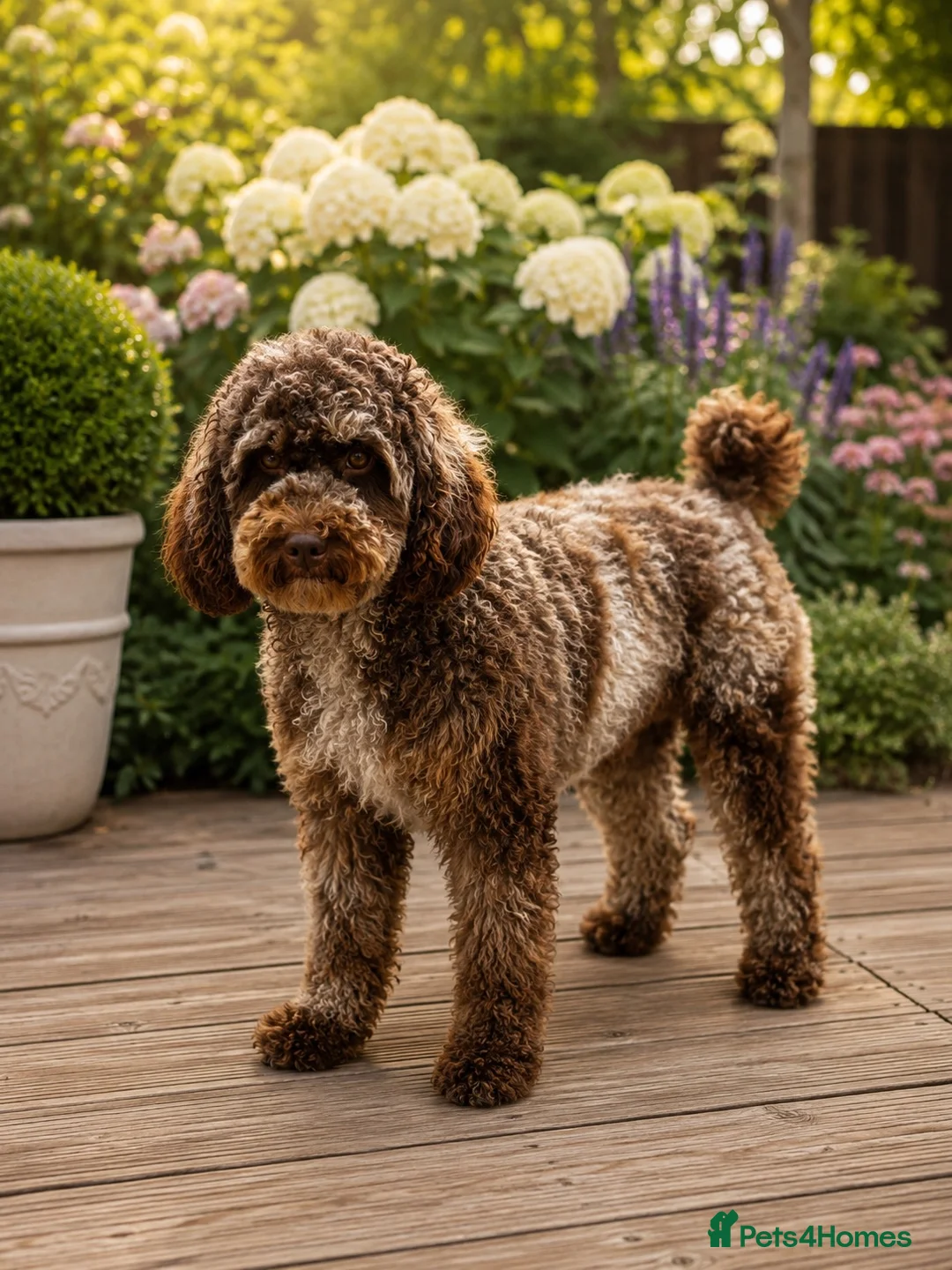 Miniature Poodle dogs for stud: 🐩 OZZIE–CHOCOLATE MERLE MINIATURE POODLE STUD 🐩 in Rickmansworth - Advert 5