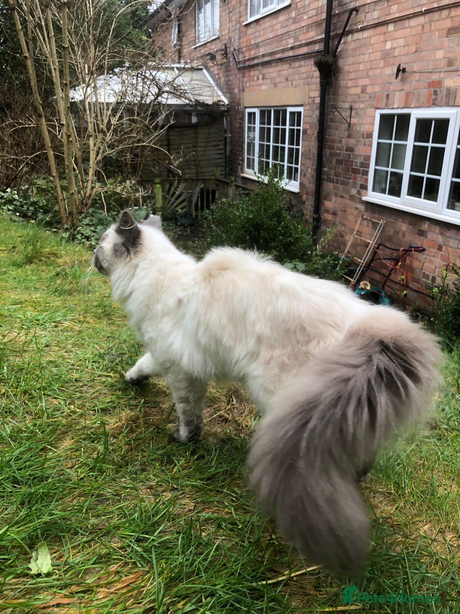 Ragdoll cats for sale: Beautiful natured pure Ragdoll  in Nottingham - Advert 2