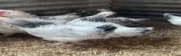 Hens poultry for sale: Light Sussex pure and crossed - Advert 7