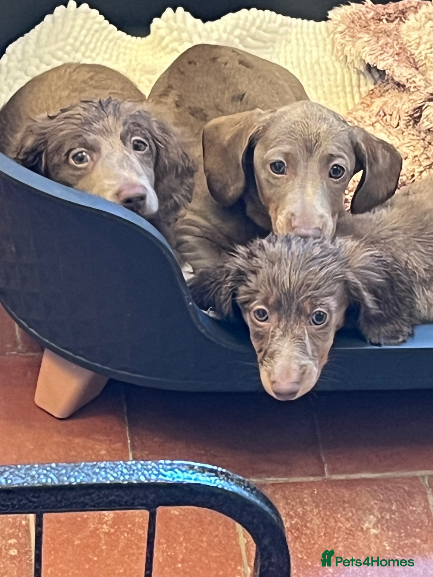 Dachshund dogs Miniature isabella and tan dachshunds £900-£1100 - Advert 16