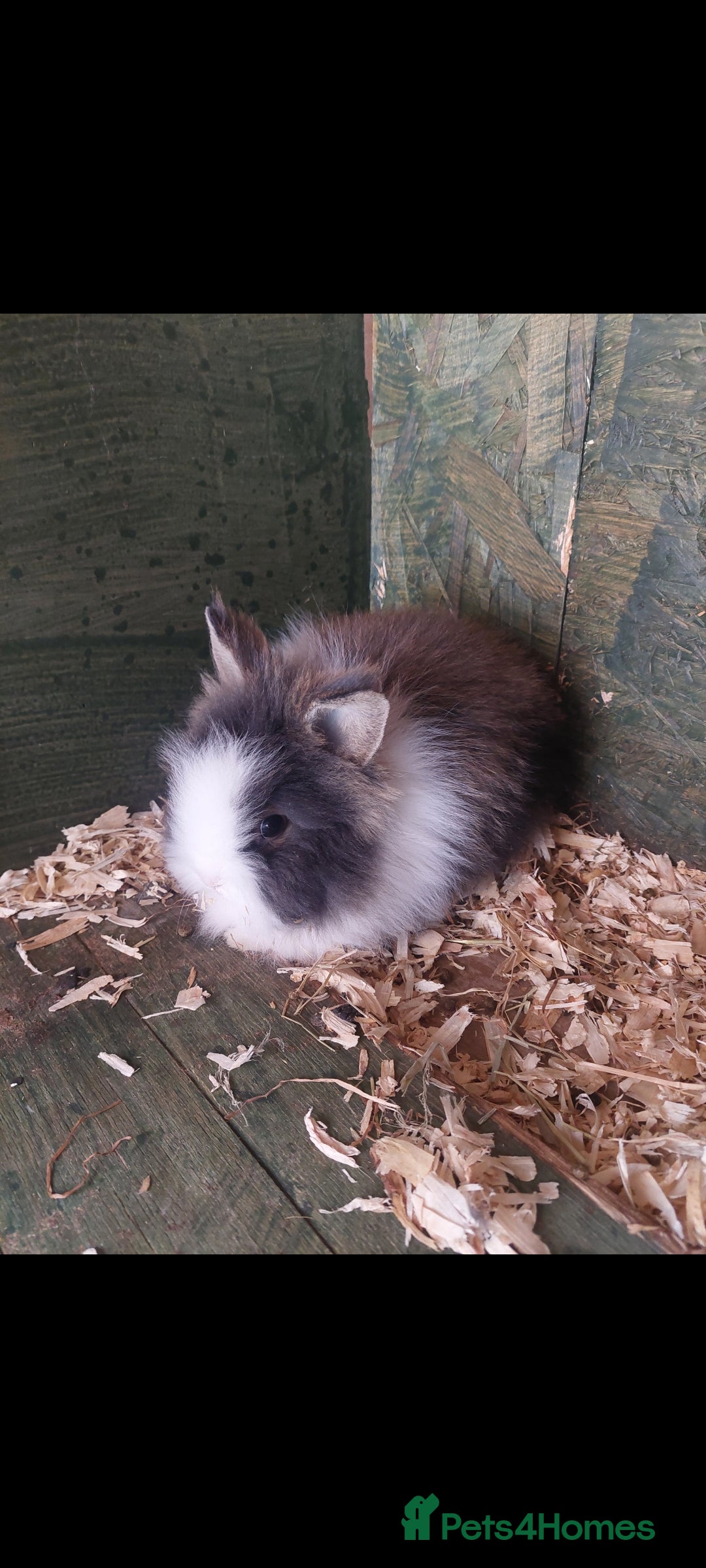 Lionhead rabbits Baby lionheads ready now beautiful colours  - Advert 13