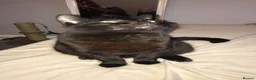 British Shorthair cats for sale: De ** ter - Advert 2