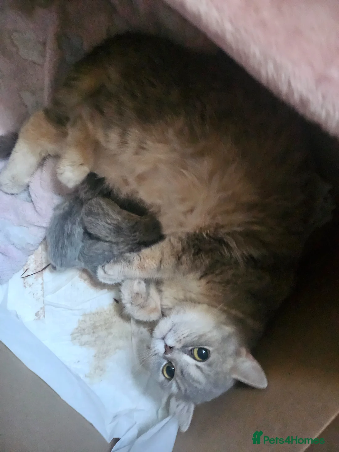 British Shorthair cats for sale: Blue Golden & Blue British Shorthair Kittens  - Advert 21