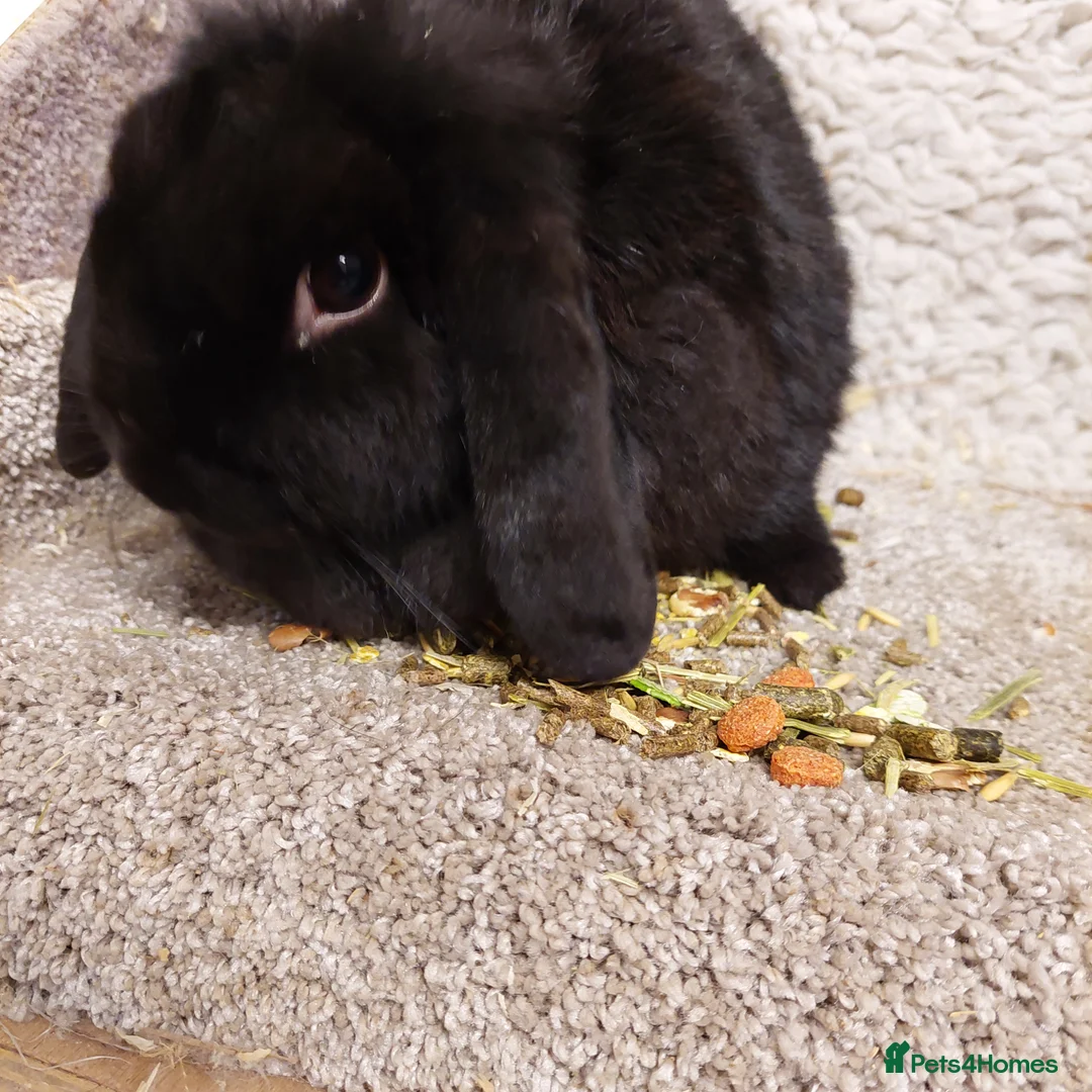 Mini Lop rabbits for sale:  Beautifull  Adult Minilop  Black Doe  - Advert 2