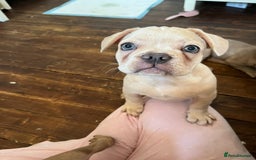 French Bulldog dogs for sale: 4 Beautiful Babies  - Image 38