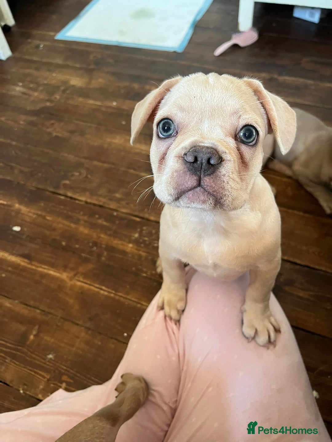 French Bulldog dogs for sale: 4 Beautiful Babies  - Image 38