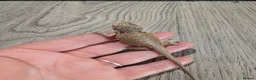 Bearded Dragon reptiles for sale: Baby bearded dragons  - Advert 6