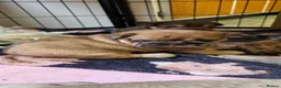 French Bulldog dogs for sale: Stunning French bull dog puppies lincolnshire - Advert 26