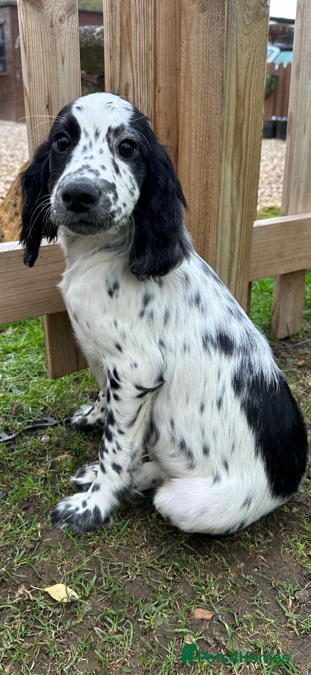 Cocker Spaniel dogs for sale: Working cocker spaniels puppies  - Image 7