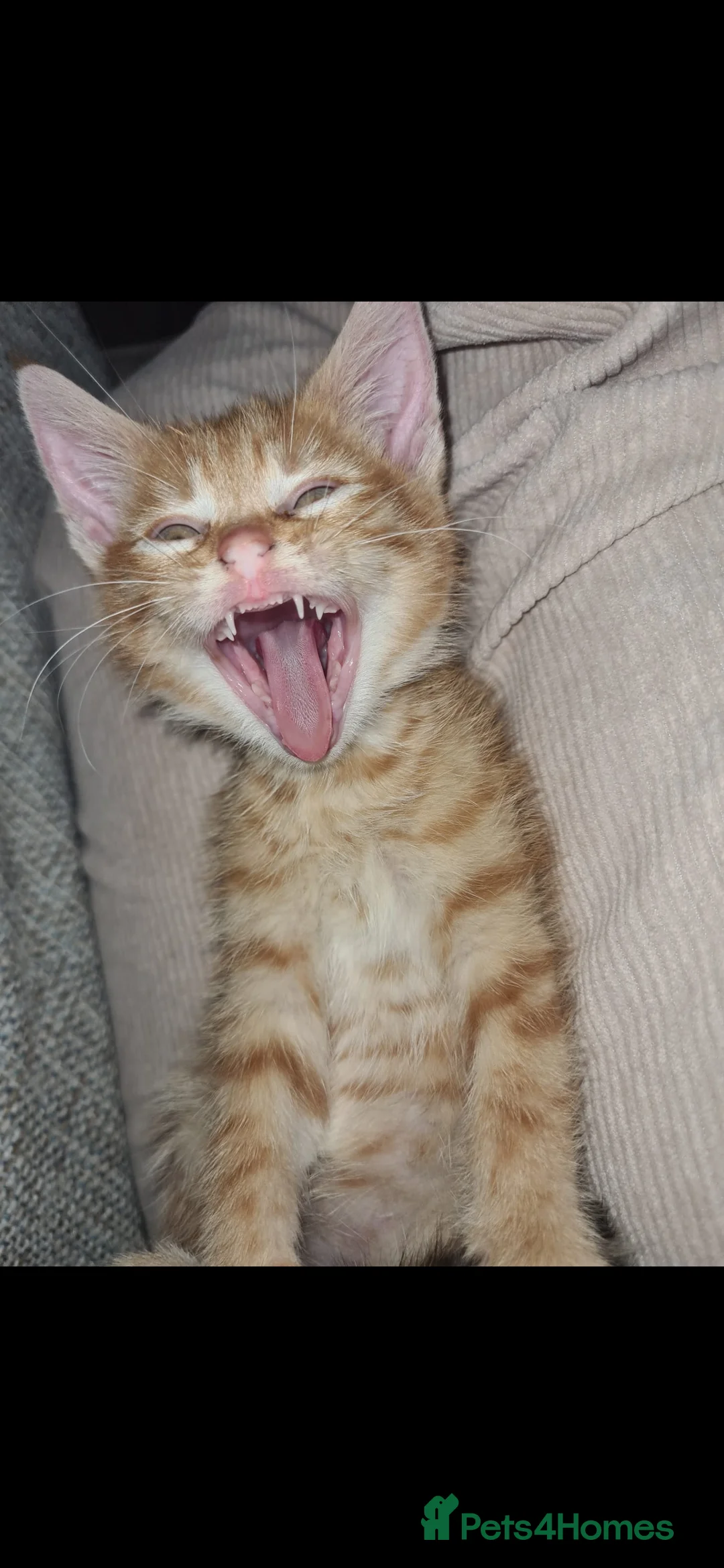 Mixed Breed cats for sale: 10 week old kittens (ready by 5th march) - Advert 27