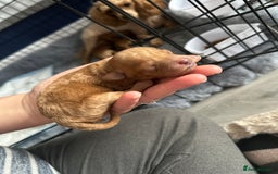 Toy Poodle dogs for sale: KC Registered Toy Poodle puppies - Image 12