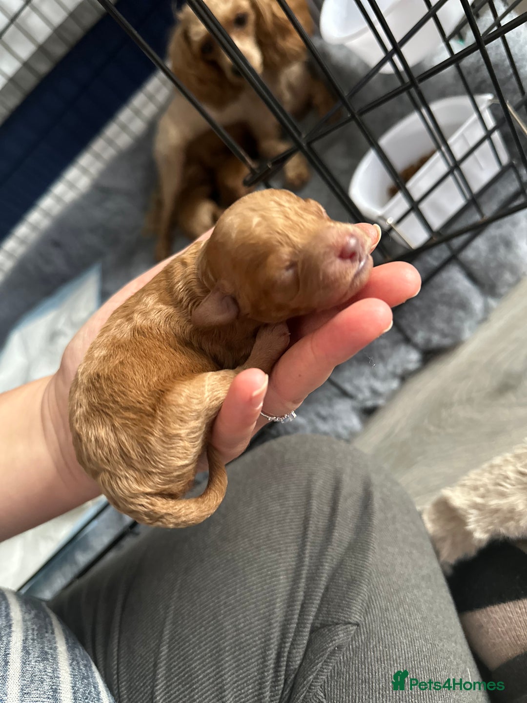 Toy Poodle dogs for sale: KC Registered Toy Poodle puppies - Image 12