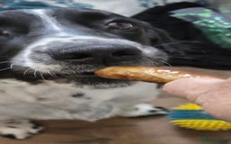 Sprocker dogs for sale: Spoker  - Image 5