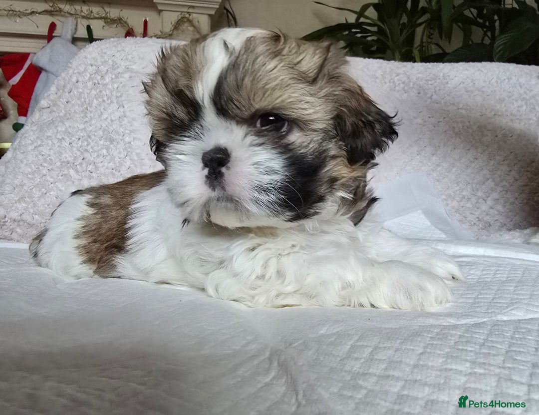 Shih Tzu dogs for sale: Two Shih Tzu female - Advert 16