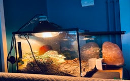 Gecko reptiles for sale: Green and Tangerine Leopard Gecko - Juvenile  - Image 3