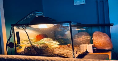 Gecko reptiles - Advert 11